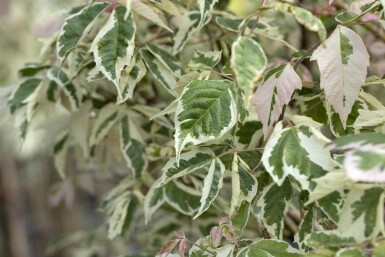 Acer negundo 'Flamingo' Strauch 80-100 cm