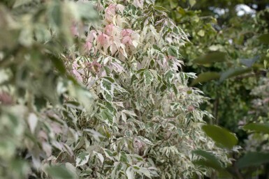 Acer negundo 'Flamingo' Strauch 125-150 cm