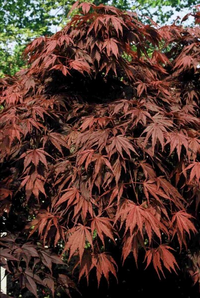 Japanischer Ahorn Acer palmatum 'Atropurpureum' Strauch 80-100 C7,5 Acer palmatum 'Atropurpureum' Strauch 80-100 cm