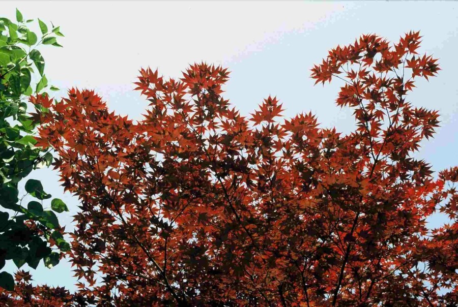 Japanischer Ahorn Acer palmatum 'Atropurpureum' Strauch 80-100 C7,5 Acer palmatum 'Atropurpureum' Strauch 80-100 cm