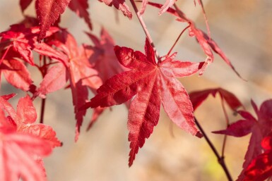 Acer palmatum 'Bi Hoo' Strauch 60-80 cm