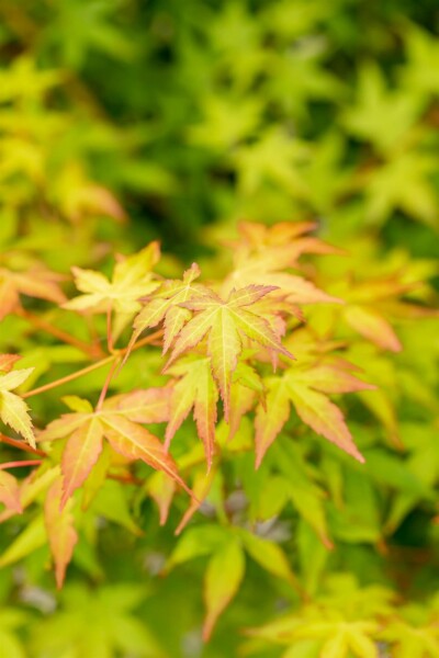Japanischer ahorn Acer palmatum 'Bi Hoo' Strauch 60-80 C10 Acer palmatum 'Bi Hoo' Strauch 60-80 cm