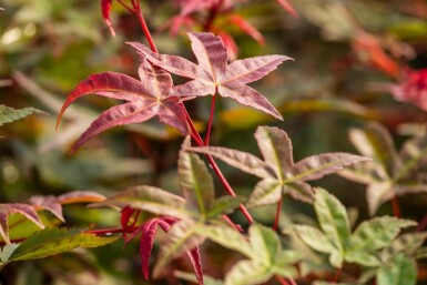Japanischer ahorn Acer palmatum 'Bi Hoo' Strauch 60-80 C10 Acer palmatum 'Bi Hoo' Strauch 60-80 cm