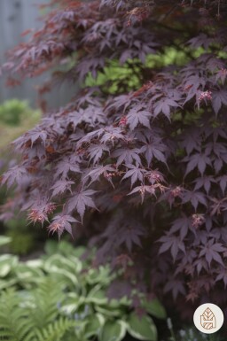 Acer palmatum 'Bloodgood' Strauch 80-100 cm