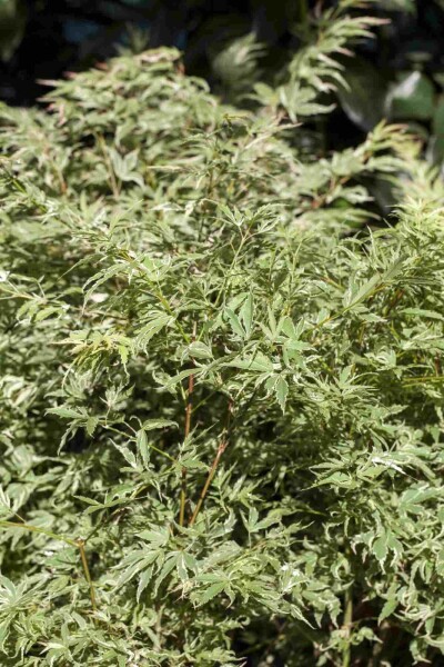 Acer palmatum 'Butterfly' Strauch 60-80 cm