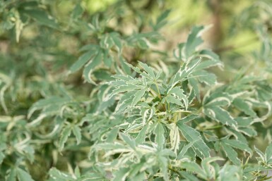Acer palmatum 'Butterfly' Strauch 80-100 cm