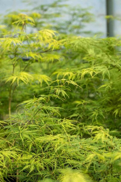 Acer palmatum 'Dissectum' Strauch 80-100 cm