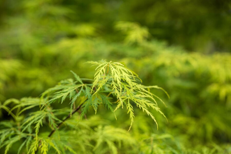 Japanischer ahorn Acer palmatum 'Dissectum' Strauch 125-150 C20 Acer palmatum 'Dissectum' Strauch 125-150 cm