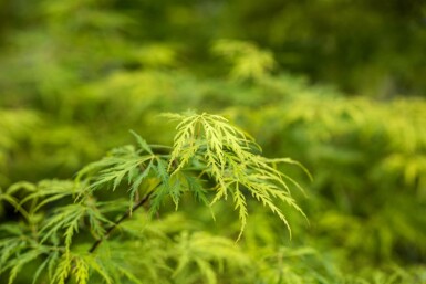 Japanischer ahorn Acer palmatum 'Dissectum' Strauch 150-175 C30 Acer palmatum 'Dissectum' Strauch 150-175 cm