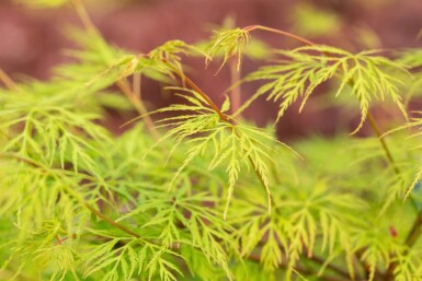 Acer palmatum 'Emerald Lace' Strauch 60-80 cm