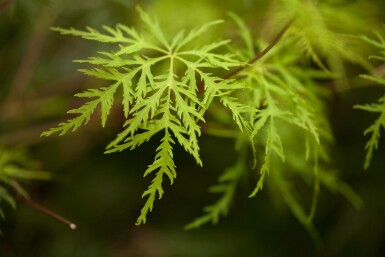 Japanischer ahorn Acer palmatum 'Emerald Lace' Strauch 60-80 C7,5 Acer palmatum 'Emerald Lace' Strauch 60-80 cm
