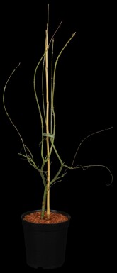 Acer palmatum 'Emerald Lace' Strauch 60-80 cm