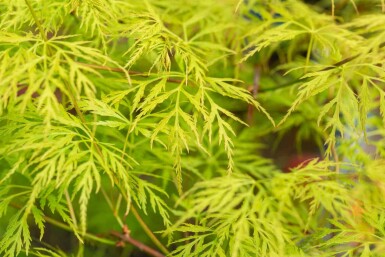 Japanischer ahorn Acer palmatum 'Emerald Lace' Strauch 80-100 C10 Acer palmatum 'Emerald Lace' Strauch 80-100 cm