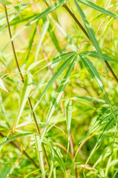 Japanischer ahorn Acer palmatum 'Koto-no-ito' Strauch 60-80 C10 Acer palmatum 'Koto-no-ito' Strauch 60-80 cm