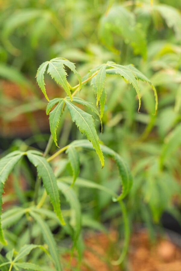 Japanischer ahorn Acer palmatum 'Koto-no-ito' Strauch 60-80 C10 Acer palmatum 'Koto-no-ito' Strauch 60-80 cm