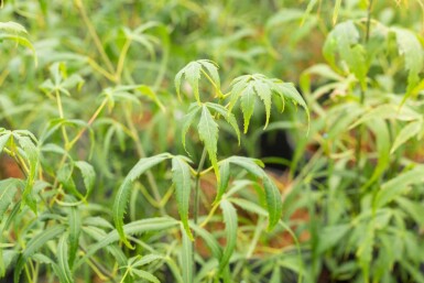 Acer palmatum 'Koto-no-ito' Strauch 125-150 cm
