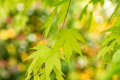 Acer palmatum 'Orange Dream' Strauch 40-60 cm