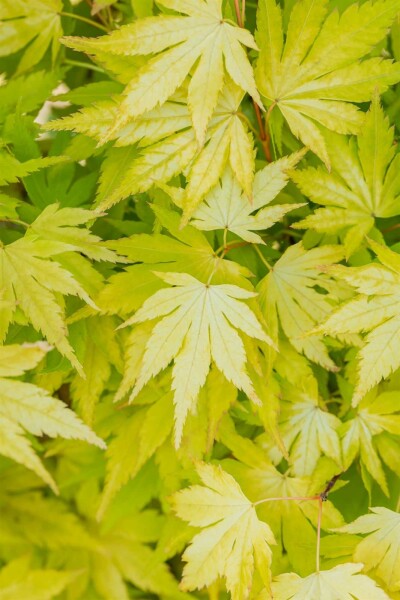 Acer palmatum 'Orange Dream' Strauch 150-175 cm