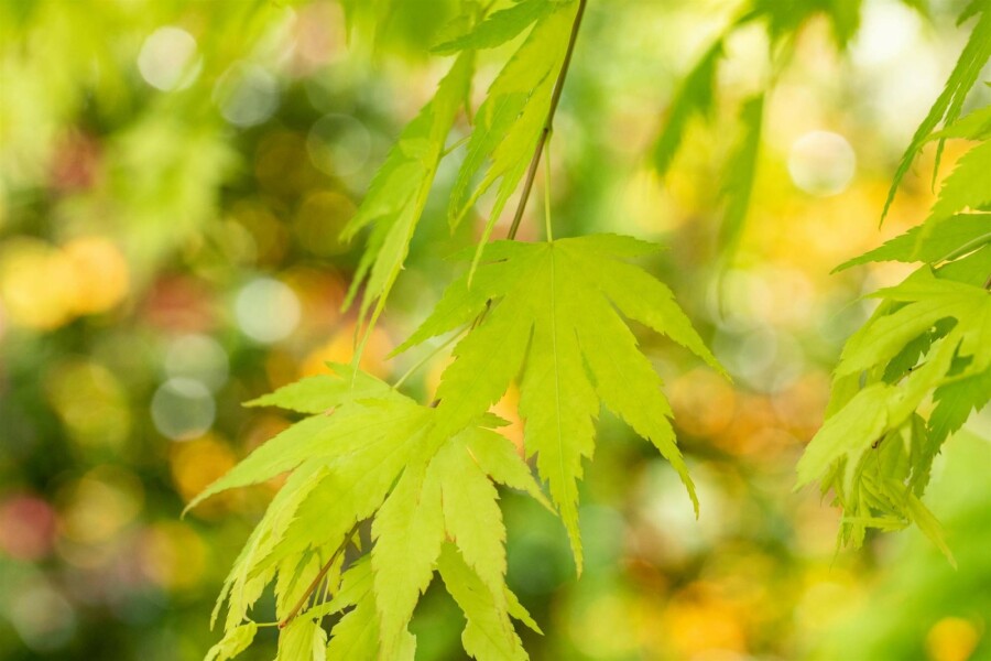 Japanischer ahorn Acer palmatum 'Orange Dream' Strauch 150-175 C20 Acer palmatum 'Orange Dream' Strauch 150-175 cm