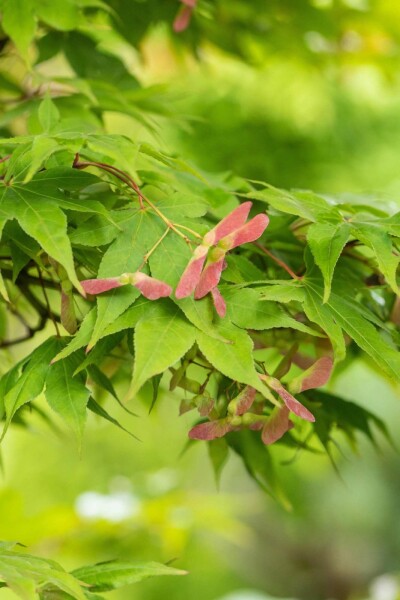 Acer palmatum 'Osakazuki' Strauch 30-40 cm