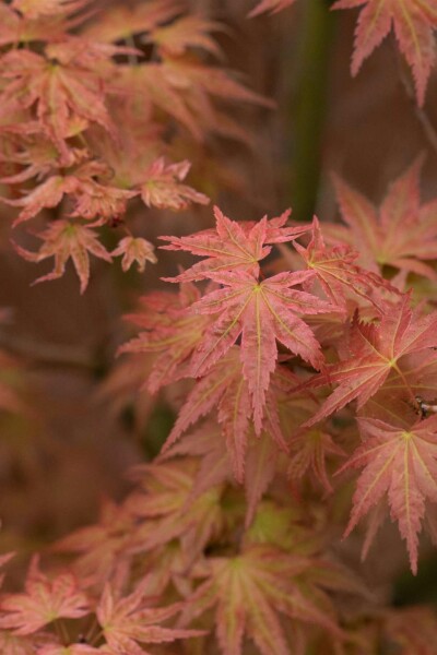 Japanischer ahorn Acer palmatum 'Phoenix' Strauch 80-100 C40 Acer palmatum 'Phoenix' Strauch 80-100 cm