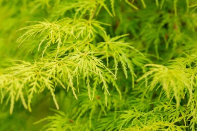 Acer palmatum 'Seiryu' Strauch 160-180 cm