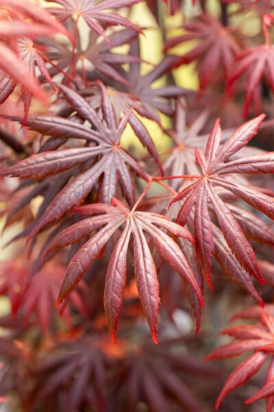 Japanischer ahorn Acer palmatum 'Trompenburg' Strauch 40-50 C5 Acer palmatum 'Trompenburg' Strauch 40-50 cm