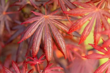 Acer palmatum 'Trompenburg' Strauch 40-50 cm