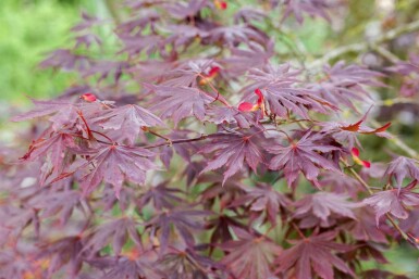 Acer palmatum 'Trompenburg' Strauch 60-80 cm