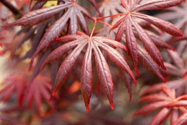 Japanischer ahorn Acer palmatum 'Trompenburg' Strauch 100-125 C10 Acer palmatum 'Trompenburg' Strauch 100-125 cm