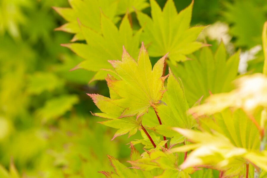 Goldahorn Acer shirasawanum 'Aureum' Strauch 30-40 C5 Acer shirasawanum 'Aureum' Strauch 30-40 cm