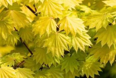 Goldahorn Acer shirasawanum 'Aureum' Strauch 30-40 C5 Acer shirasawanum 'Aureum' Strauch 30-40 cm