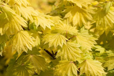Acer shirasawanum 'Aureum' Strauch 60-80 cm