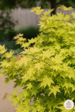 Acer shirasawanum 'Jordan' Strauch 125-150 cm
