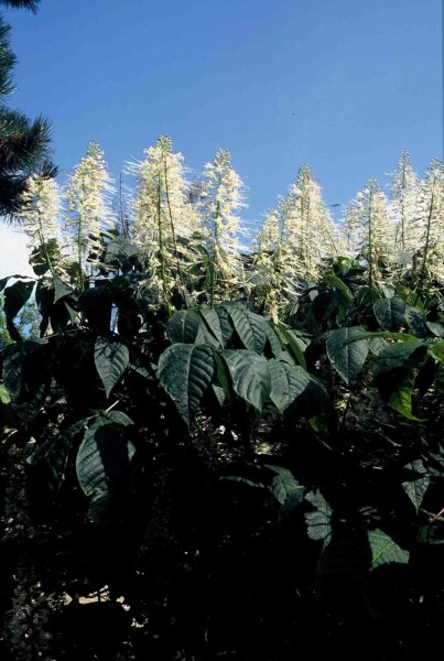 Aesculus parviflora Strauch 50-60 cm