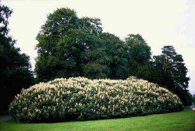 Aesculus parviflora Strauch 80-100 cm