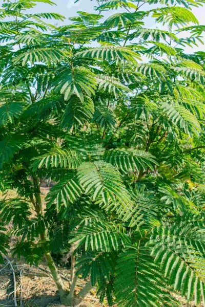 Seidenbaum Albizia julibrissin Strauch 60-80 C3,5 Albizia julibrissin Strauch 60-80 cm