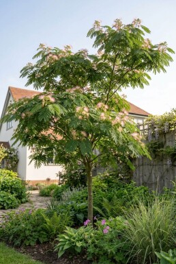 Albizia julibrissin gestäbt 60-80 cm