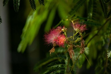 Albizia julibrissin 'Ombrella' Strauch 100-125 cm