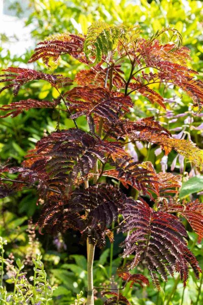 Albizia julibrissin 'Summer Chocolate' Strauch 30-40 cm