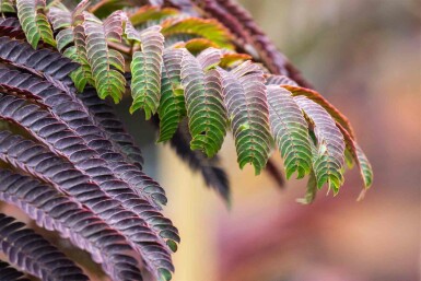 Albizia julibrissin 'Summer Chocolate' Strauch 30-40 cm