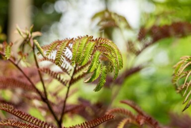 Albizia julibrissin 'Summer Chocolate' Strauch 100-125 cm