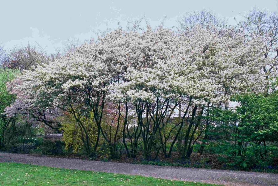 Kupfer-Felsenbirne Amelanchier lamarckii Strauch 125-150 C10 Amelanchier lamarckii Strauch 125-150 cm
