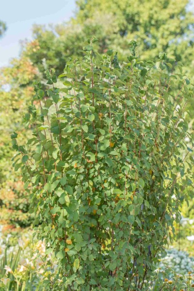 Amelanchier alnifolia 'Obelisk' Strauch 40-50 cm