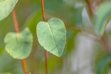 Felsenbirne Amelanchier alnifolia 'Obelisk' Strauch 40-50 C5 Amelanchier alnifolia 'Obelisk' Strauch 40-50 cm