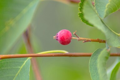 Amelanchier alnifolia 'Obelisk' Strauch 40-50 cm