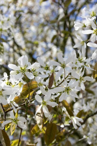 Amelanchier spicata Strauch 100-125 cm