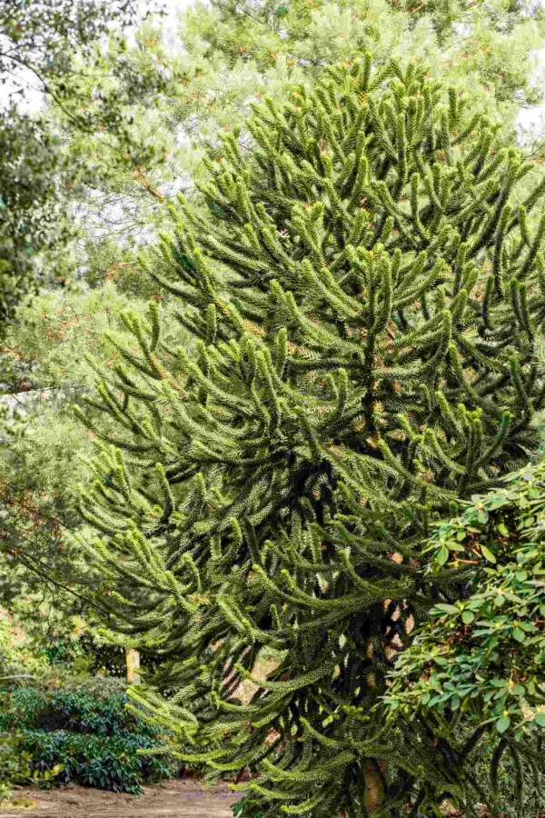 Andentanne Araucaria araucana Strauch 30-40 C5 Araucaria araucana Strauch 30-40 cm