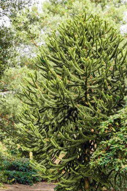 Andentanne Araucaria araucana Strauch 30-40 C5 Araucaria araucana Strauch 30-40 cm
