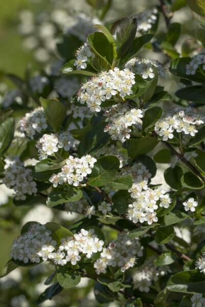 Aronia Aronia prunifolia 'Viking' Strauch 20-25 C2 Aronia prunifolia 'Viking' Strauch 20-25 cm